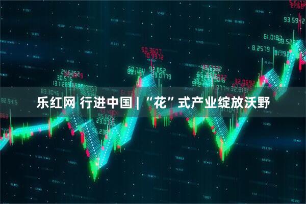 乐红网 行进中国 | “花”式产业绽放沃野